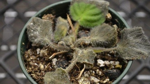 ��� �������� �������� ����� �������� ������ �������� ��������