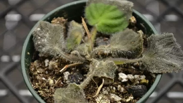 Как перекись водорода стала причиной гибели домашних растений