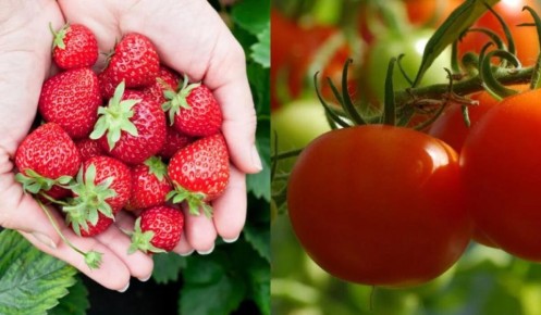 Правильный севооборот: что сажать после клубники, чтобы избежать ошибок