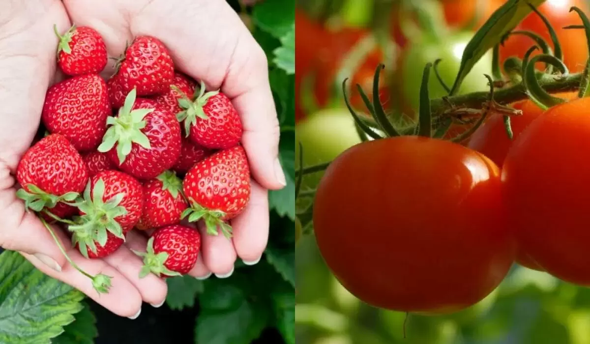 Правильный севооборот: что сажать после клубники, чтобы избежать ошибок