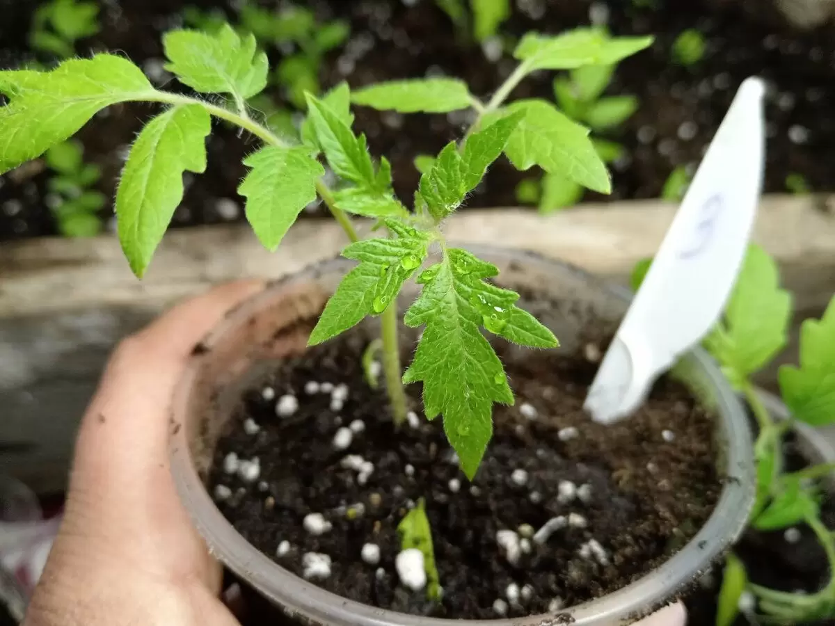 Не только полив: как внекорневая подкормка улучшает рост рассады томатов