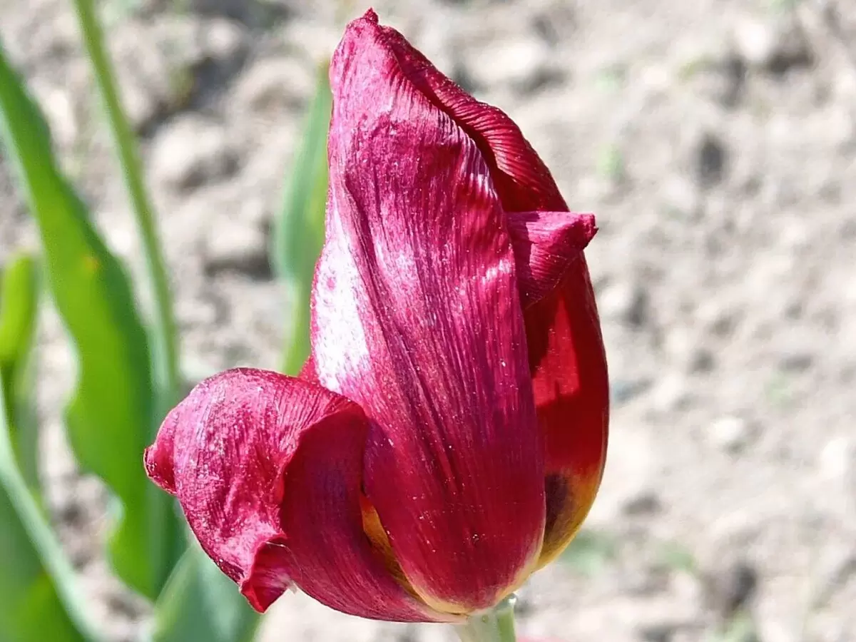 Уход за тюльпанами после цветения: советы для садоводов