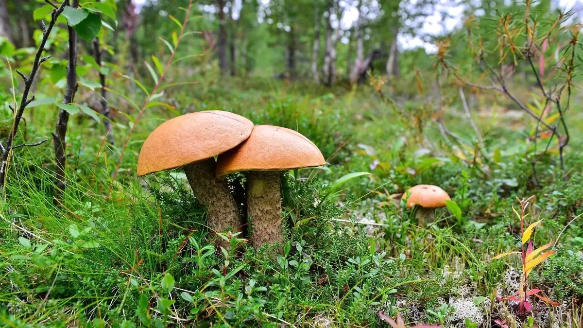 Почему грибы выбирают людские тропинки: загадочный симбиоз природы