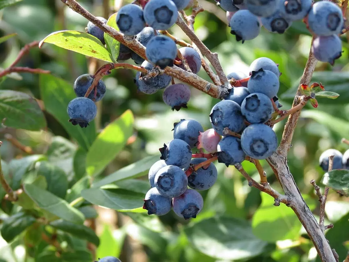 Доломитовая мука: как правильно использовать для здоровья растений