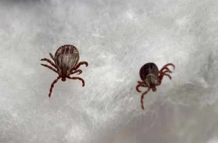 В Забайкалье начался сезон активности клещей