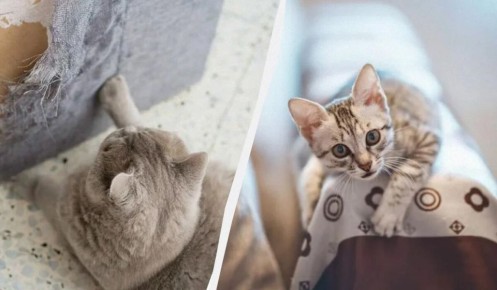 Эффективные методы, чтобы отучить кота рвать обои и мебель