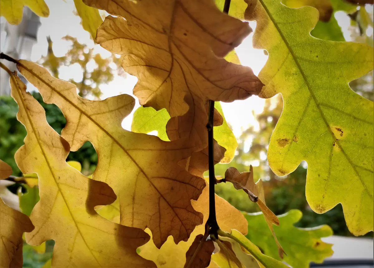 Листовой перегной как тихий герой сада: простое возвращение к земле