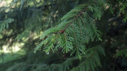 Туя: символ удачи или предвестник бед? Разбираемся в мифах и реальности