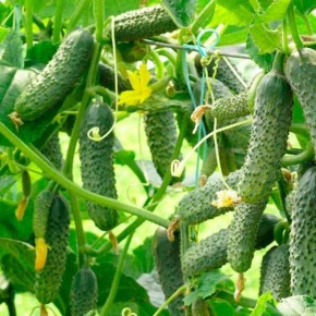 Огурец «Хрустящее счастье»: идеальный выбор для вашего огорода