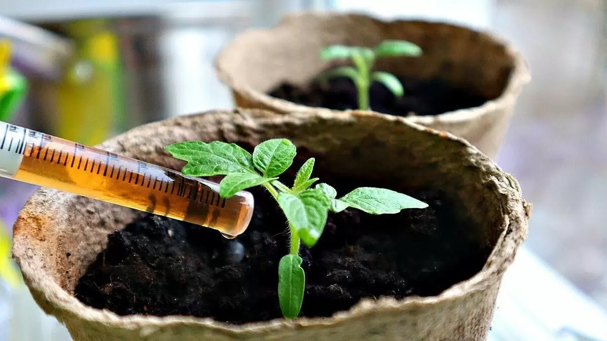 Как дрожжевая подкормка может преобразить вашу рассаду томатов