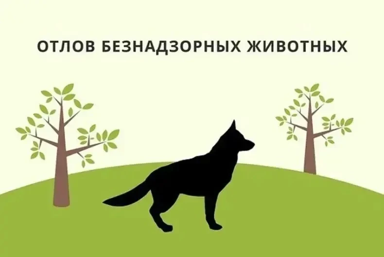 Отловлено девять безнадзорных собак