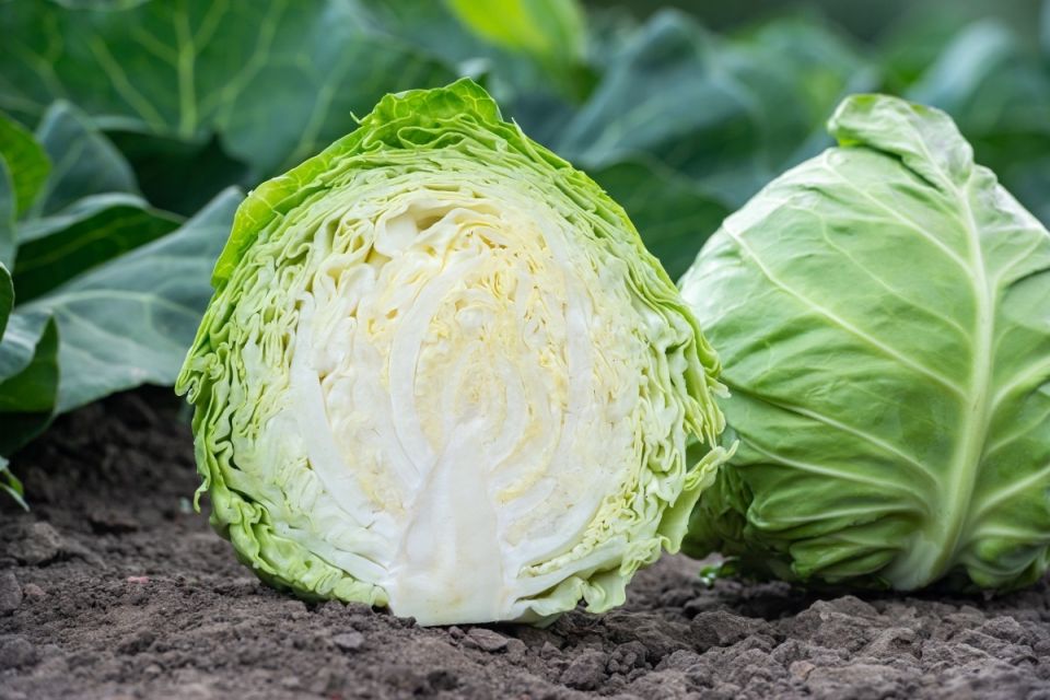 ������� ��� ��������� ���� ��� ���������