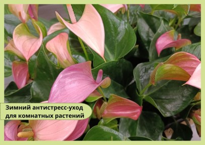 ������ ���� �� ������������ ����������: ��������� ��������� ��������� ��� ������