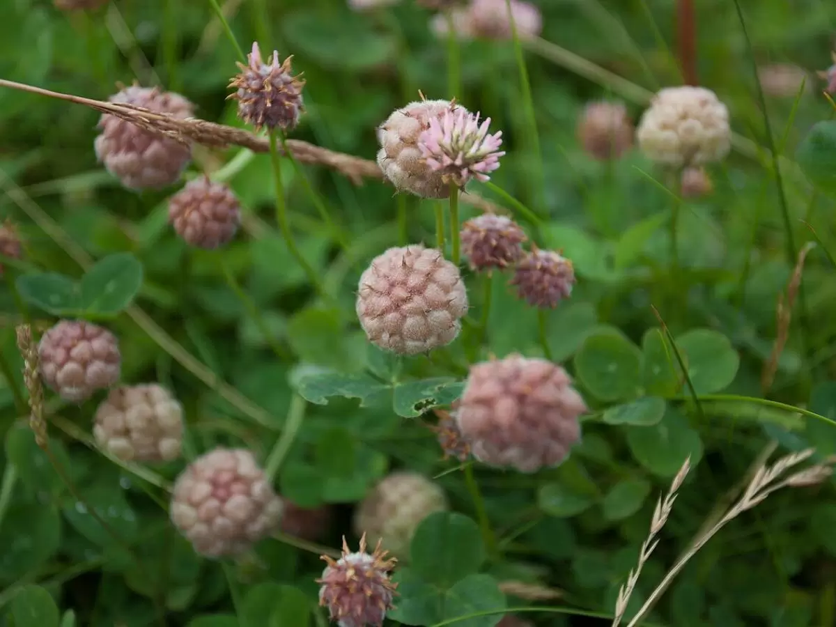 Эффективные способы борьбы с клевером на газоне