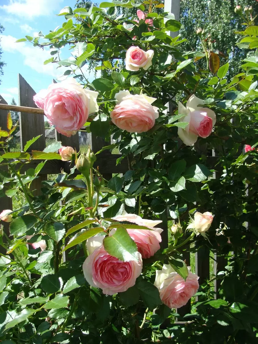 Правильная защита роз: советы для садоводов на зиму