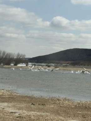 Лебеди возвращаются в Забайкалье