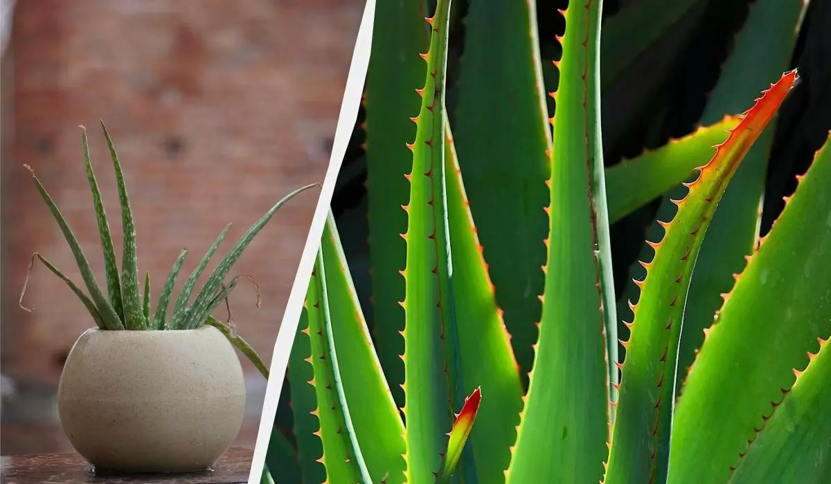 Как вернуть жизнь алоэ: простое руководство по восстановлению