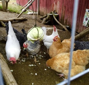 Осеннее кормление кур: секреты повышения яйценоскости