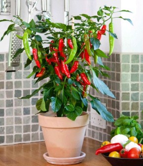 ����������� ������� ����� �� �����������: ������� � ������