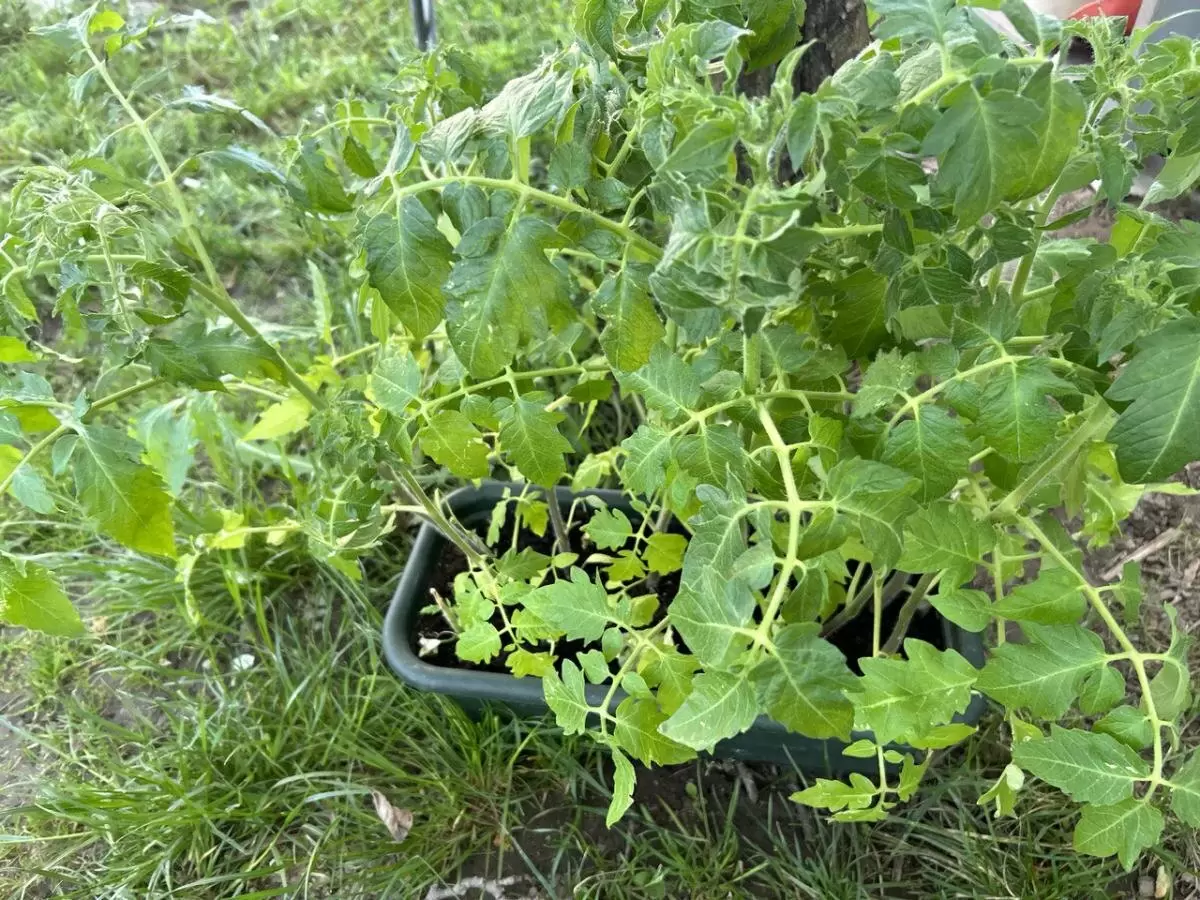 Тайны ухода за домашними томатами: как горшок влияет на урожай