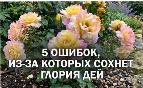 ������ ������� ������ ���: �������� ������ ��� ������� �����-��������� ���