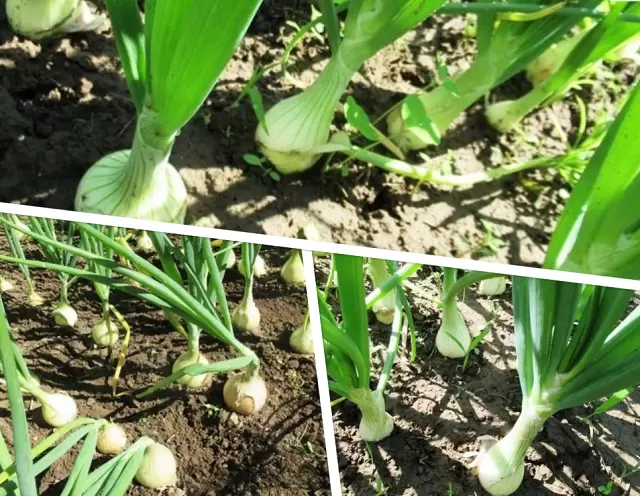 Уход за луком Эксибишен в июле: подкормка и полив