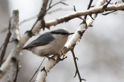 ������ ����, ������. ������� ���������� ���������