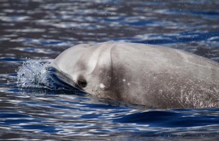 ���������� � ������ ������: ����� ����������� ���������� �������