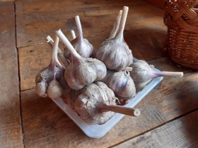 Болезни чеснока: эффективные методы борьбы