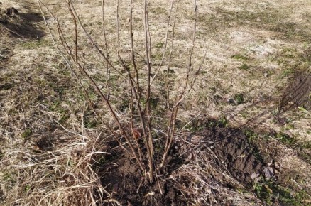 ����� �������� ������� ���������: ������ � ������������