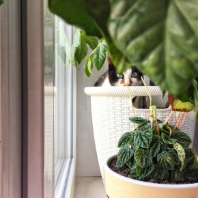 ������ ����, �����������!. ����� ��� �������� ������� �� ����� ��������� ����������