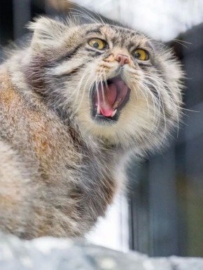 ������ ����, �����������!. ���������? ��� ���������� �������� � �����������? � ������� �������� �������;