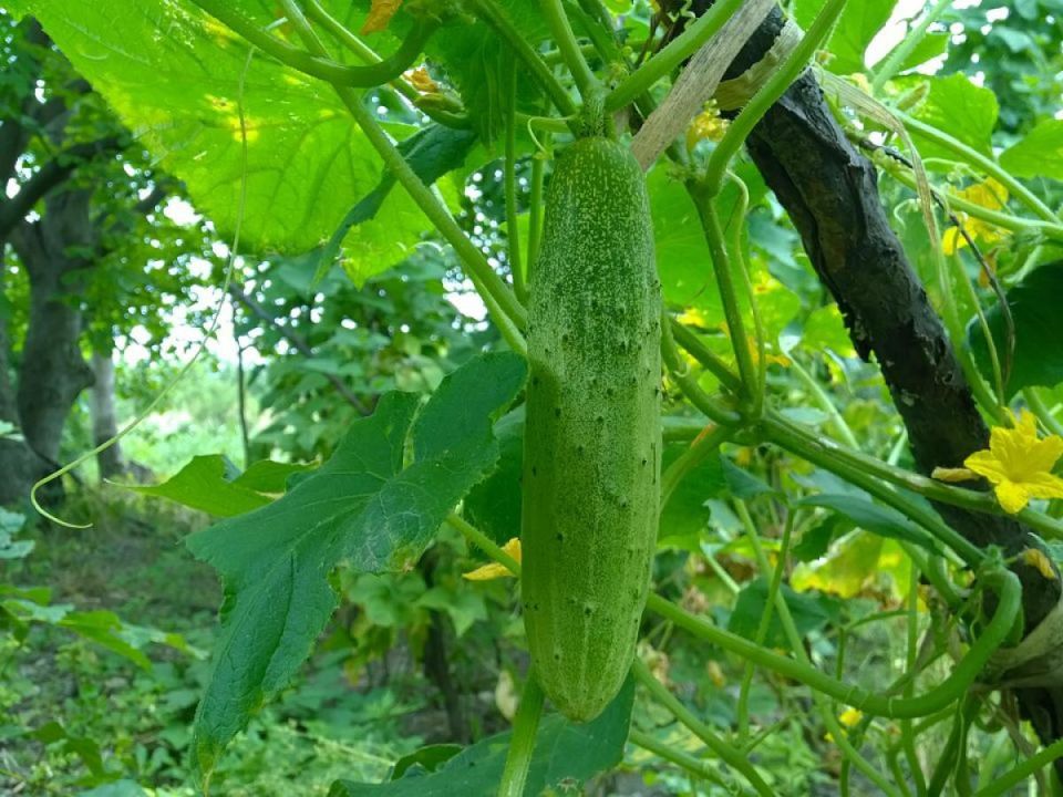 ������� ��������� ������ �������: ��������� �����, ����������� ��������