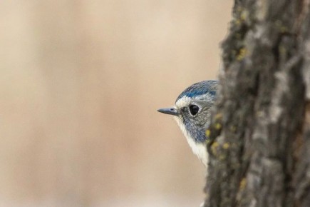 ������ ����, �����������. ������� �����������, 26 ������