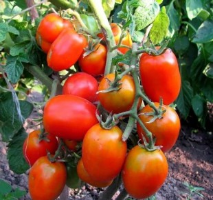 ��� �������� ���� ��������: ������ �������� �� ����� 2026 ����