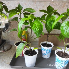 �������� ������� � �����: ��� ����� ����� ������