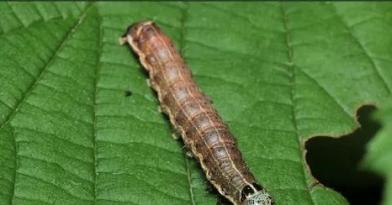 ��� ������� �������� � ������ �� ������ �������