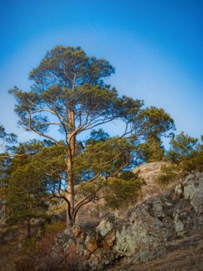 ������ ����, �����������. ������ ������� ���