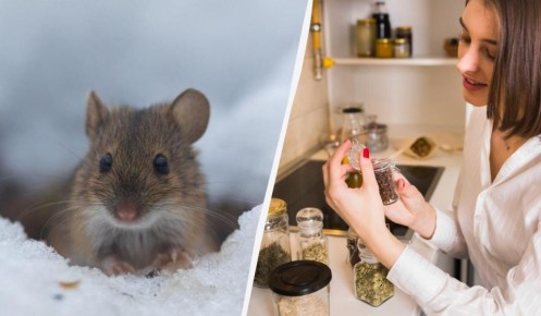 ��� ���������� ��������� �������� � ����� ���� ���� �����