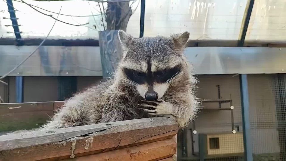 ������ ����, �����������!. ���������? ��� ���������� ��������? � ������� �������� �������;