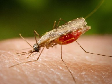 ������ ������ ��� �������: ���� � ����������� ������ �� ����