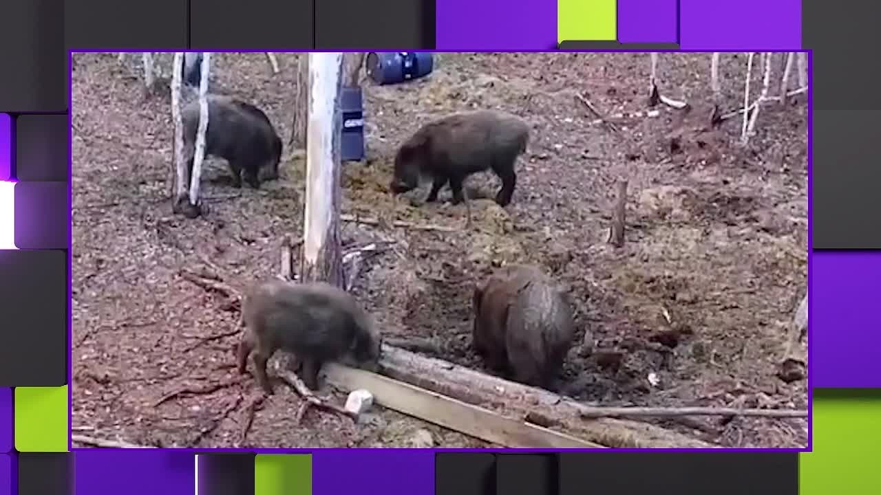 Кадры из жизни забайкальской тайги