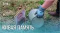 Школьники украсили мемориал участникам СВО зелеными памятниками