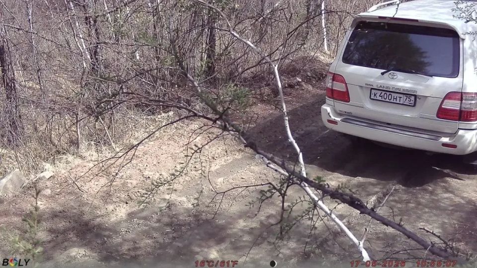 Шилкинское лесничество выявило нарушителей из других регионов и иностранного государства Шилкинское лесничество выявило нарушителей из других регионов и иностранного государства
