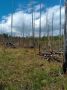 Лесные пожарные очищают леса от неликвидной древесины