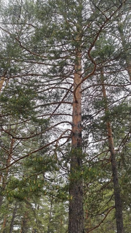 Забайкальская сосна обыкновенная: время цветения и золотая пыльца