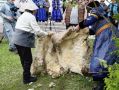 Стригаль из Зуткулея цельным полотном снял шерсть с овцы за две минуты