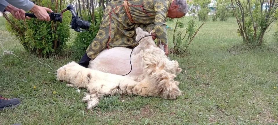 Стригаль из Зуткулея цельным полотном снял шерсть с овцы за две минуты Стригаль из Зуткулея цельным полотном снял шерсть с овцы за две минуты