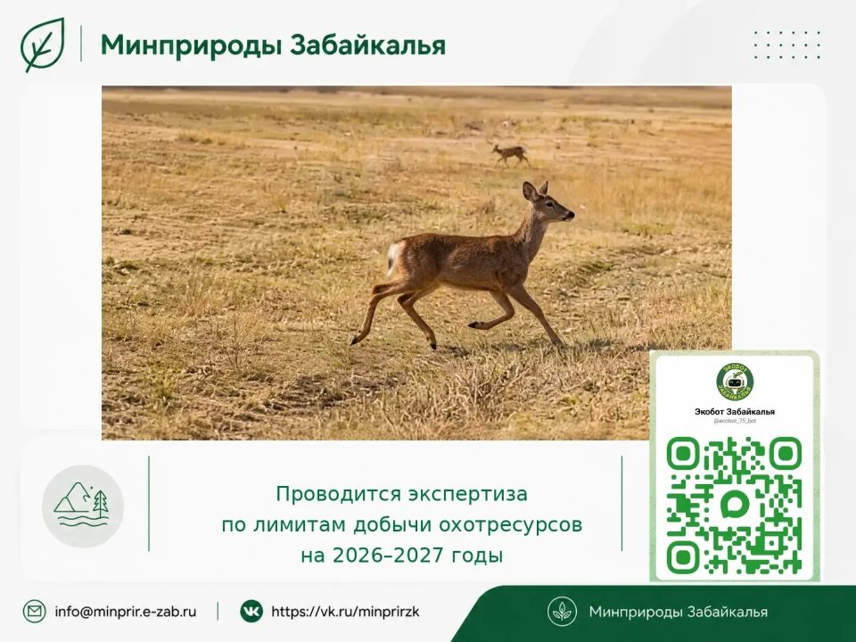 Минприроды: Проводится экологическая экспертиза по лимитам добычи охотресурсов на 2026-2027 годы