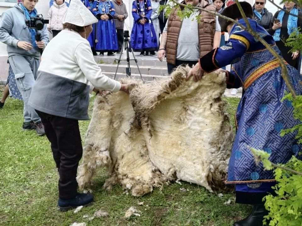 Стригаль из Зуткулея цельным полотном снял шерсть с овцы за две минуты